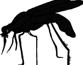 Desenho Mosquito pintado por tiozinho5