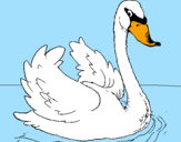 Desenho Cisne na água pintado por Isabella