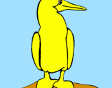 Desenho Pato pintado por gabriel moraes