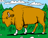 Desenho Búfalo pintado por guilherme