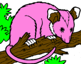 Desenho Ardilla possum pintado por guiliana