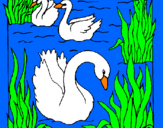 Desenho Cisnes pintado por vitinho