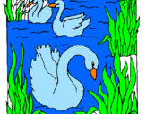 Desenho Cisnes pintado por leylane 