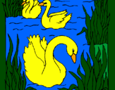 Desenho Cisnes pintado por guilherme