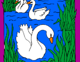 Desenho Cisnes pintado por LIVEA    N.S