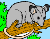 Desenho Ardilla possum pintado por THALITA