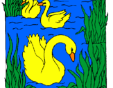 Desenho Cisnes pintado por barbara e raissa
