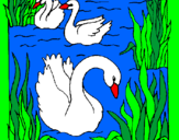 Desenho Cisnes pintado por vandercléia