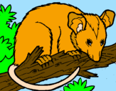 Desenho Ardilla possum pintado por daniela de carli.