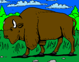 Desenho Búfalo pintado por caio