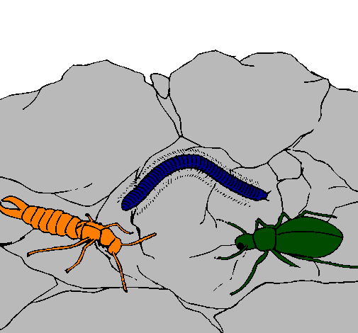 Desenho Vários insectos pintado por thales6