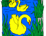 Desenho Cisnes pintado por tizil