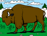 Desenho Búfalo pintado por lucas