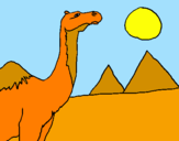 Desenho Camelo pintado por rafael barreto