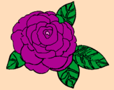 Desenho Rosa pintado por floribela