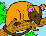Desenho Ardilla possum pintado por mateus