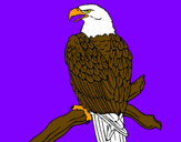 Desenho Águia num ramo pintado por guilherme