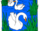 Desenho Cisnes pintado por line