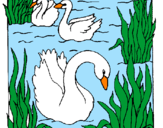 Desenho Cisnes pintado por vitor