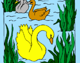 Desenho Cisnes pintado por graziella