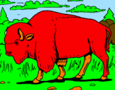 Desenho Búfalo pintado por julio