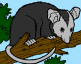 Desenho Ardilla possum pintado por weslly