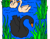 Desenho Cisnes pintado por bruna