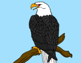 Desenho Águia num ramo pintado por isabella