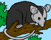 Desenho Ardilla possum pintado por luiz