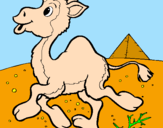 Desenho Camelo pintado por isabella vieira
