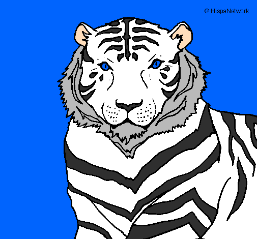 Desenho Tigre pintado por Tigre branco