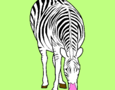 Desenho Zebra pintado por thales