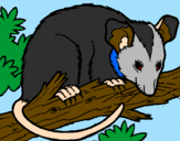 Desenho Ardilla possum pintado por yan