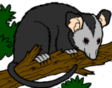 Desenho Ardilla possum pintado por carol e eduardo