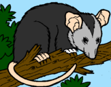 Desenho Ardilla possum pintado por gabriel   