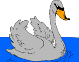 Desenho Cisne na água pintado por heloisa