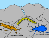 Desenho Vários insectos pintado por jesusdeusffgghuiuywqy