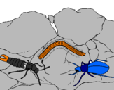 Desenho Vários insectos pintado por igor