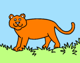 Desenho Panthera  pintado por francisca