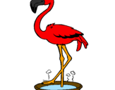 Desenho Flamingo com os pés de molho pintado por david