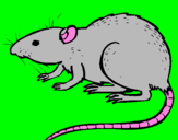 Desenho Rata subterrânea pintado por ratazana