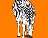 Desenho Zebra pintado por Gabriela