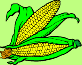 Desenho Espiga de milho  pintado por natanael