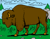 Desenho Búfalo pintado por Murilo 