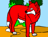 Desenho Lobo pintado por lobo vermelho