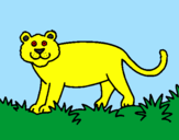Desenho Panthera  pintado por joão jorge