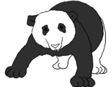 Desenho Urso panda pintado por Luane