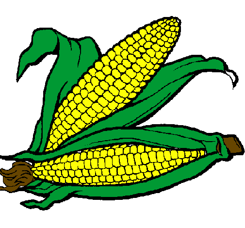 Desenho Espiga de milho  pintado por junior santana