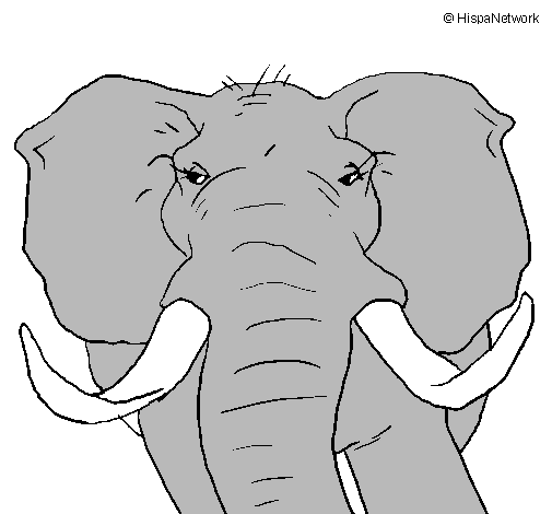 Desenho Elefante africano pintado por lorrany nove anos de idad