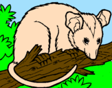 Desenho Ardilla possum pintado por rubia